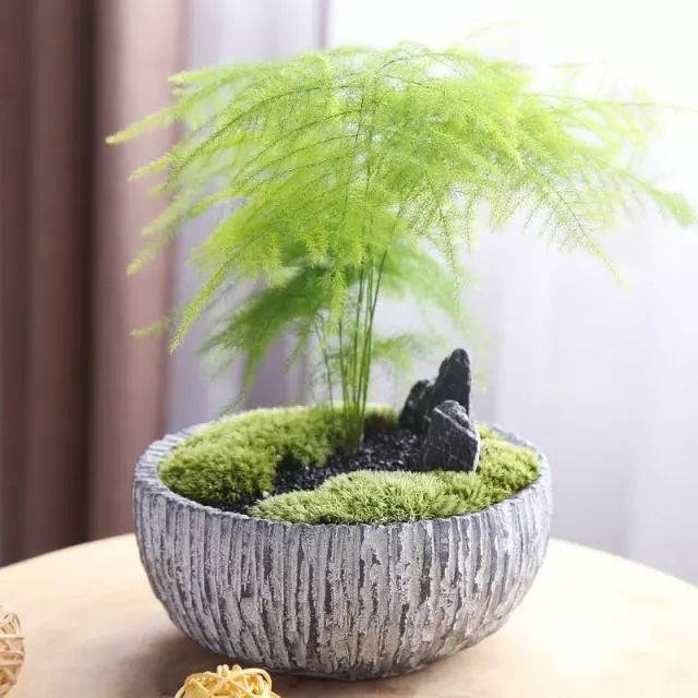 辦公室植物圖片